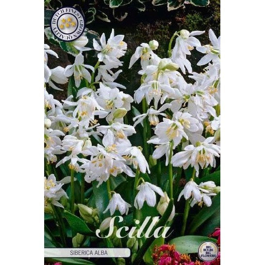 Russisk blåstjerne - Scilla siberica 'Alba' 15-pakning